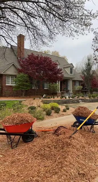 Two wheelbarrows of red mulch being spread into a front bed beside a brick house