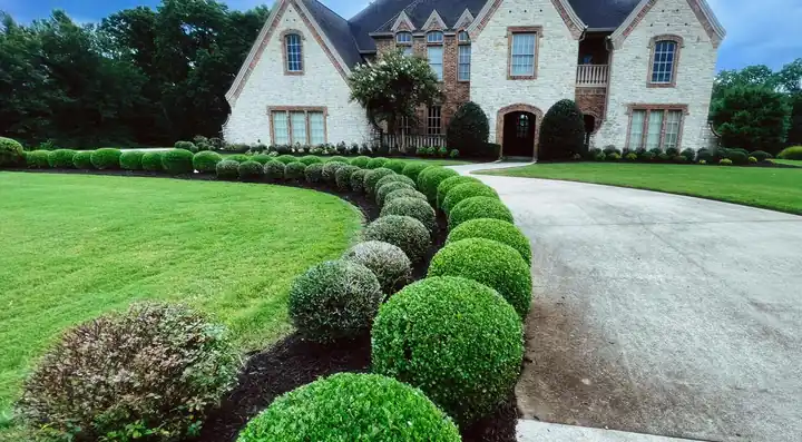 A long curve of clipped boxwoods along a concrete drive in front of a white-brick home