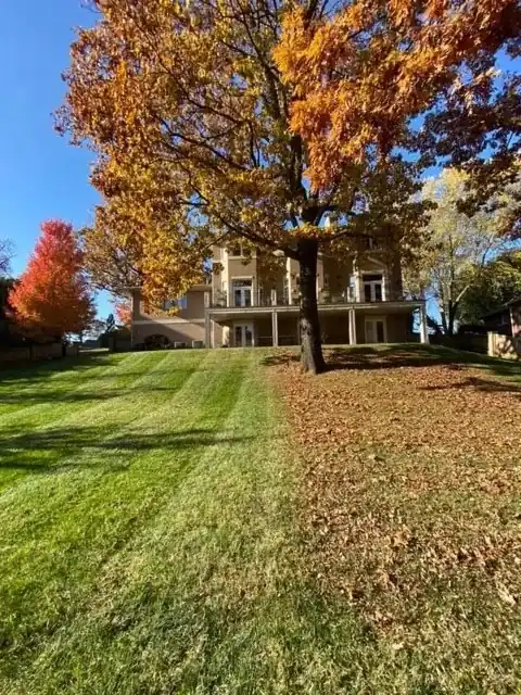A striped lawn under a big orange autumn tree, half of it already cleared of leaves